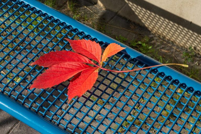 leaf guard protection